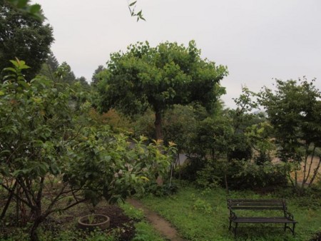 f:id:Bosque:20150720063527j:image