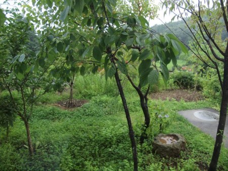 f:id:Bosque:20150720063529j:image