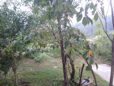 f:id:Bosque:20160917072520j:image