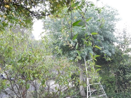 f:id:Bosque:20181008074211j:image