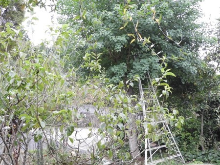 f:id:Bosque:20181009111559j:image
