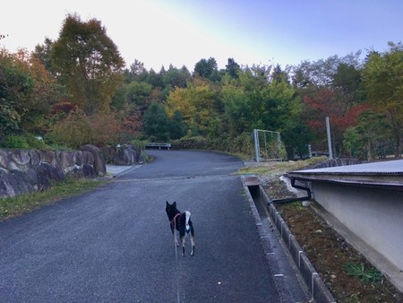 f:id:Bosque:20181021080951j:image
