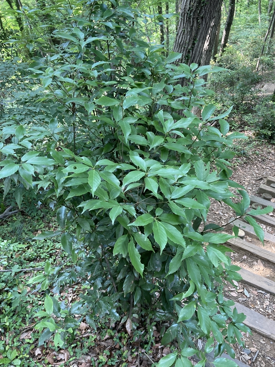 森林とは 一般の人気 最新記事を集めました はてな