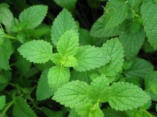 f:id:Botanical:20160716084424j:plain