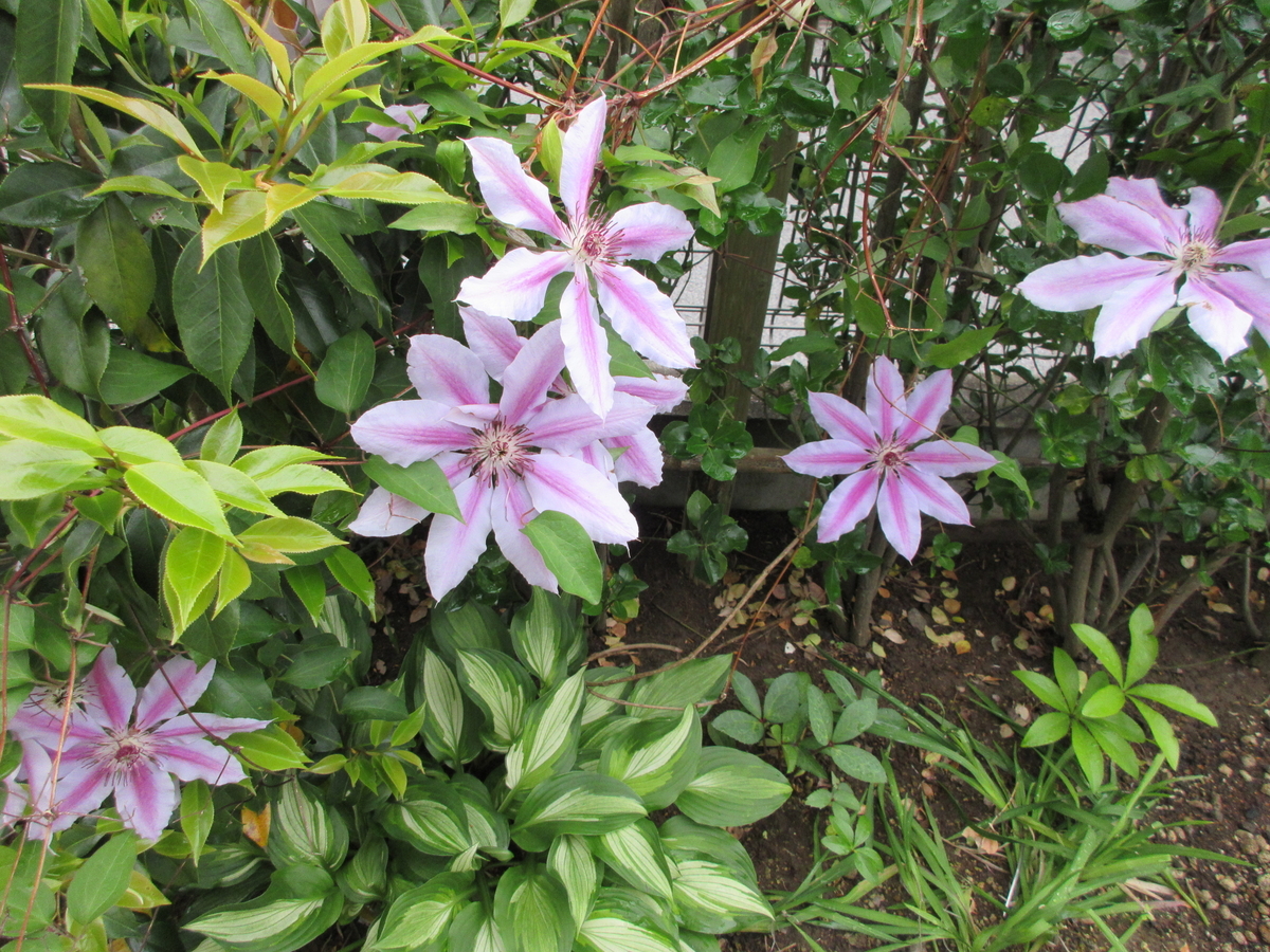 f:id:Bouvardia:20200509094821j:plain f:id:Bouvardia:20200509094821j:plain