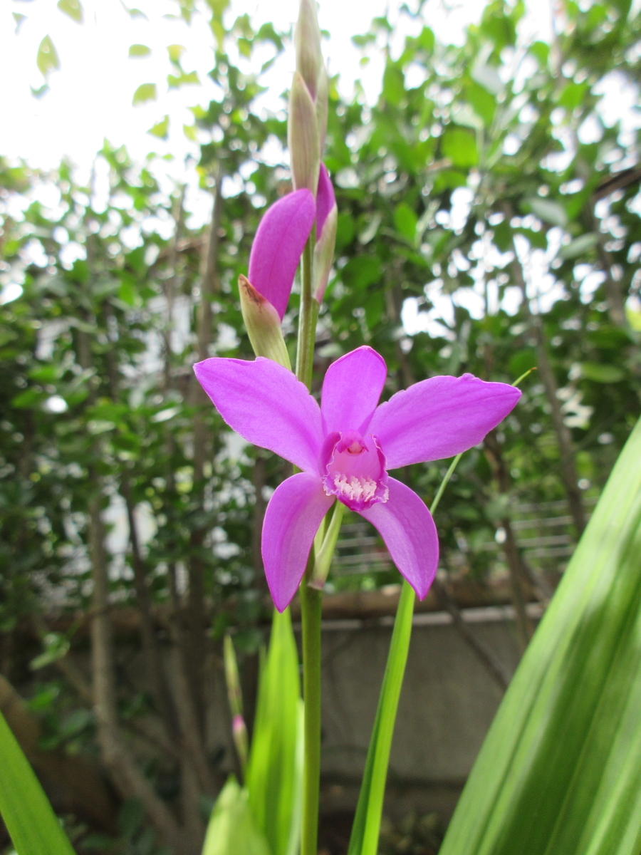 f:id:Bouvardia:20200509104308j:plain f:id:Bouvardia:20200509104308j:plain