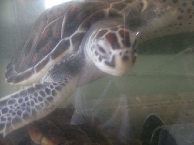 f:id:Boyager:20190216171306j:plain f:id:Boyager:20190216171306j:plain