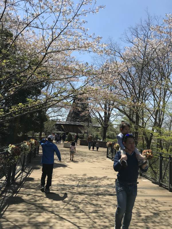 アンデルセン公園　桜