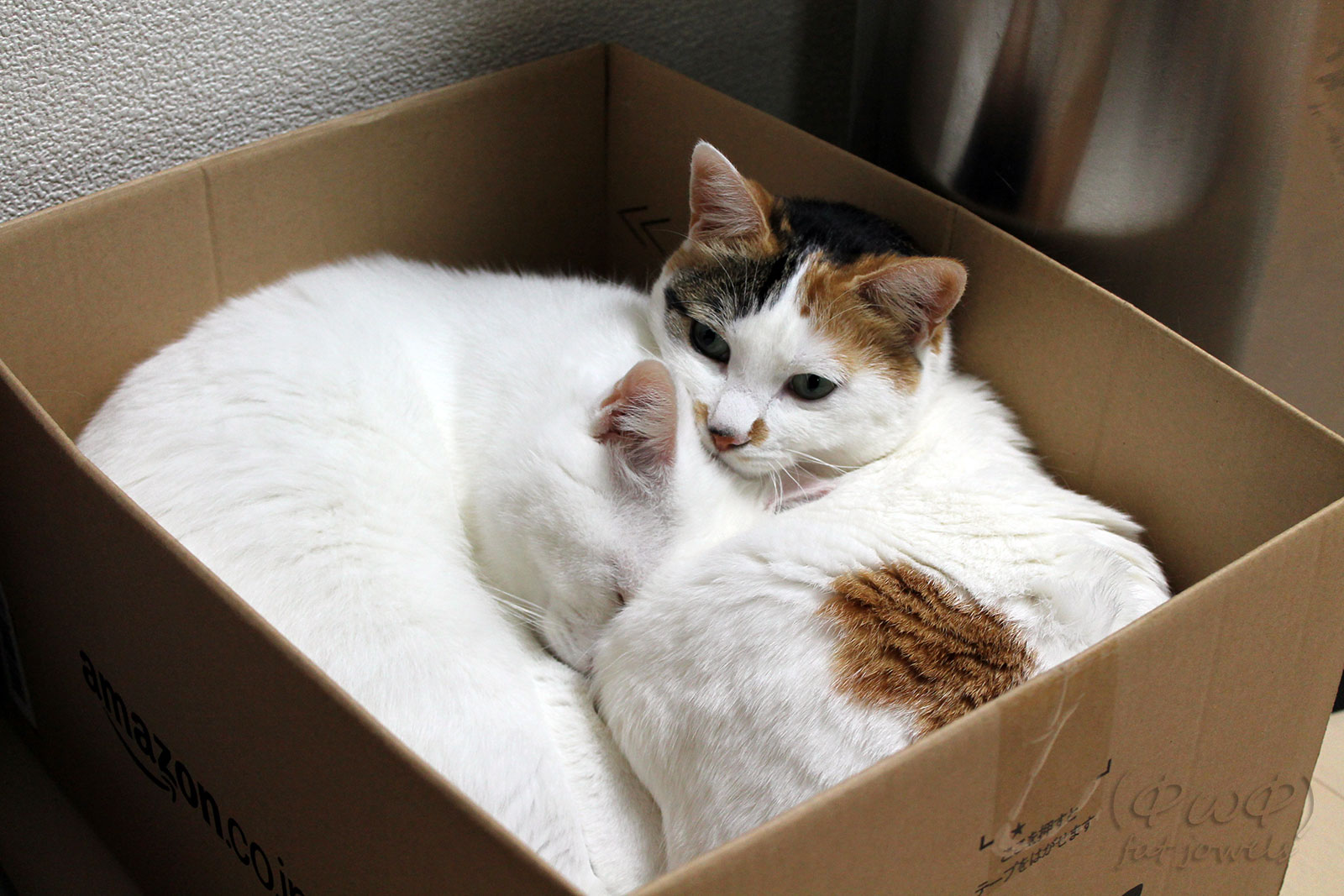 仲良し箱猫 2頭の猫が1つの段ボール箱でぎゅうぎゅう詰め