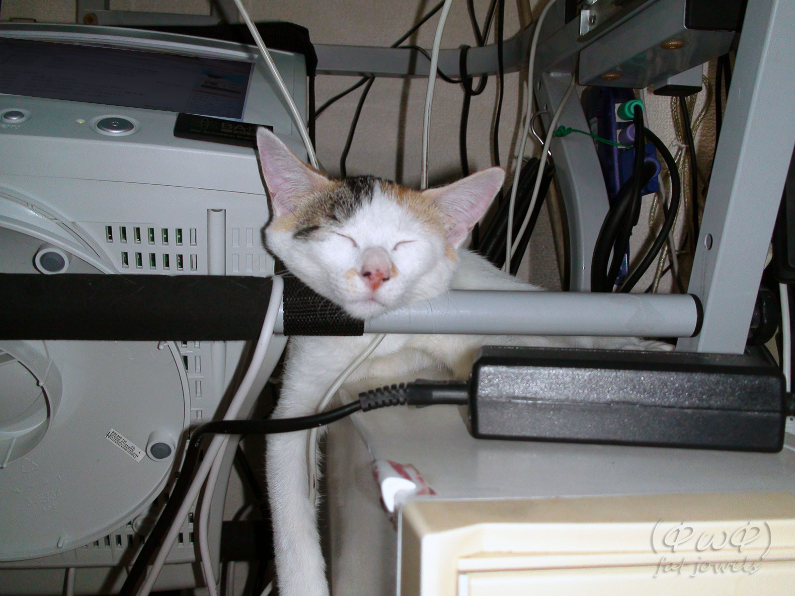ワクチンのリスク にゃ~ 🐾