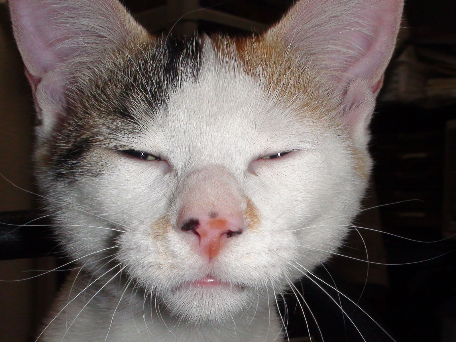 猫の3種混合ワクチンについて みゃ~ぅ 🐈