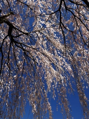 f:id:BuchiBuchi:20190421070806j:plain f:id:BuchiBuchi:20190421070806j:plain