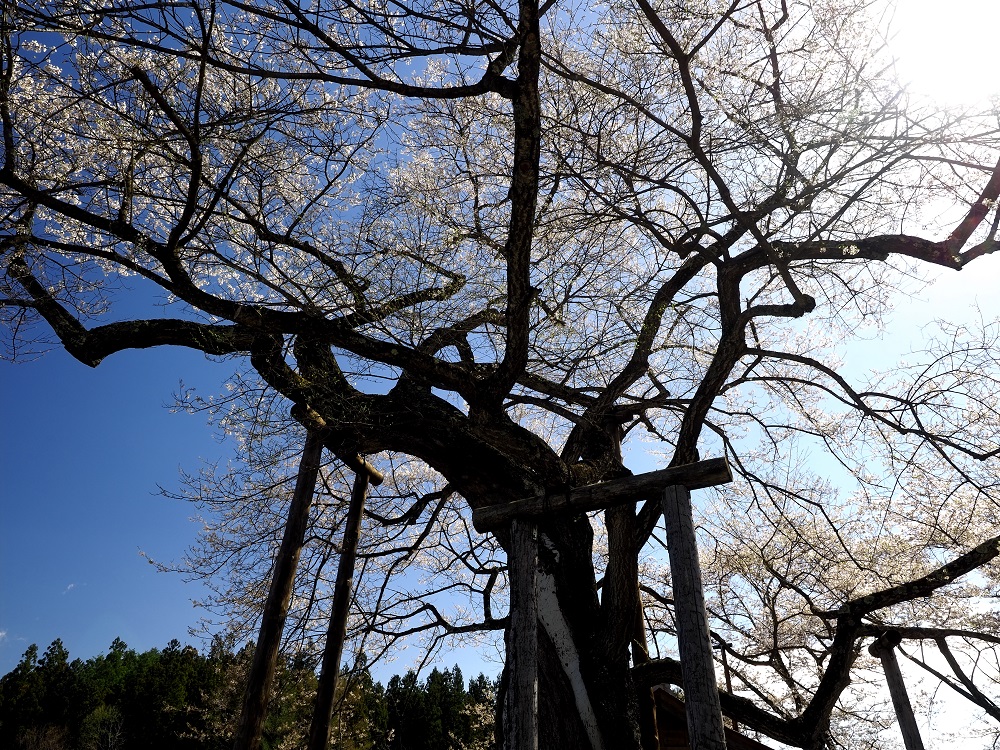 f:id:BuchiBuchi:20190429003125j:plain f:id:BuchiBuchi:20190429003125j:plain