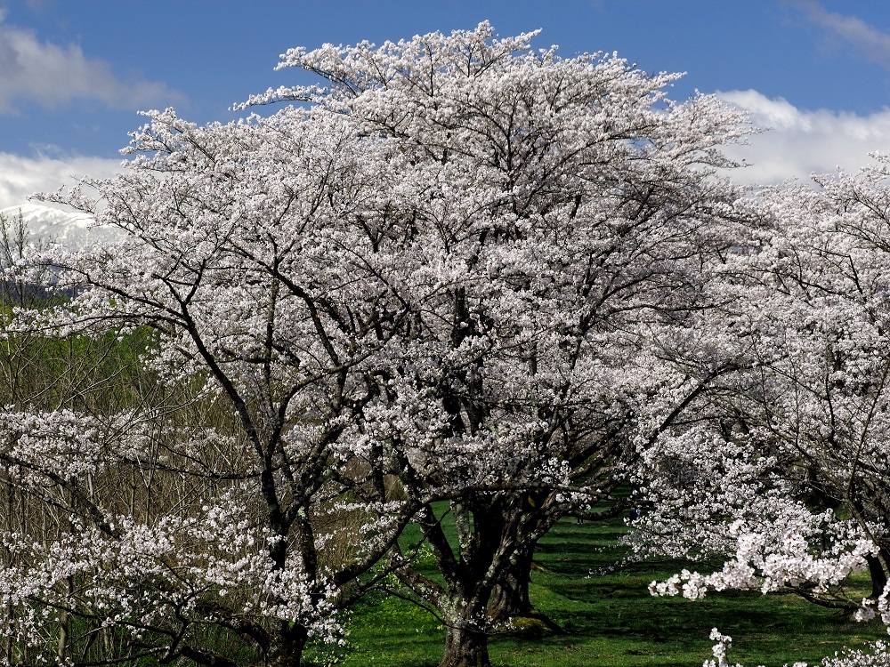 f:id:BuchiBuchi:20190429003412j:plain f:id:BuchiBuchi:20190429003412j:plain