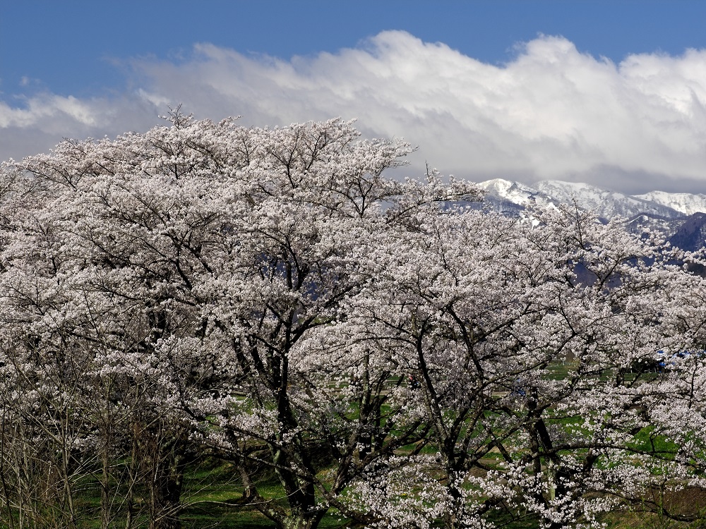 f:id:BuchiBuchi:20190429003430j:plain f:id:BuchiBuchi:20190429003430j:plain