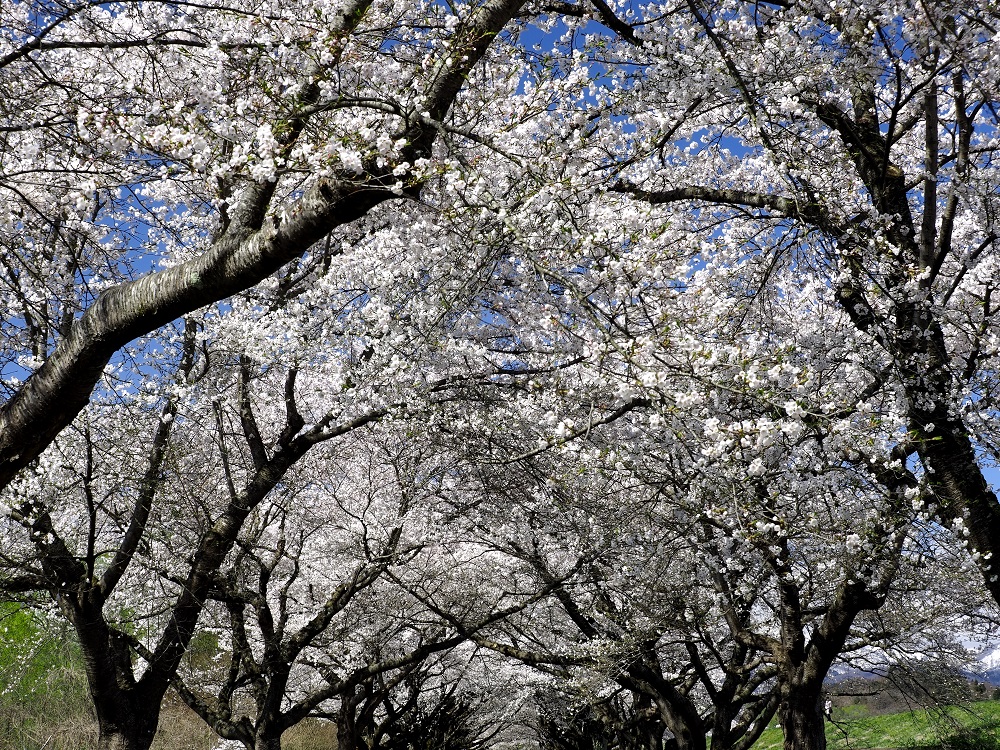 f:id:BuchiBuchi:20190429003454j:plain f:id:BuchiBuchi:20190429003454j:plain