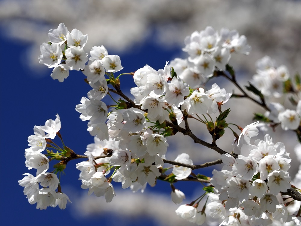 f:id:BuchiBuchi:20190429003534j:plain f:id:BuchiBuchi:20190429003534j:plain