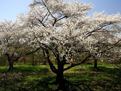 f:id:BuchiBuchi:20190429004117j:plain f:id:BuchiBuchi:20190429004117j:plain