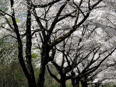 f:id:BuchiBuchi:20190429004121j:plain f:id:BuchiBuchi:20190429004121j:plain