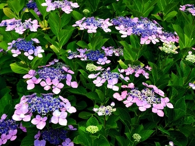 f:id:BuchiBuchi:20190720213020j:plain f:id:BuchiBuchi:20190720213020j:plain