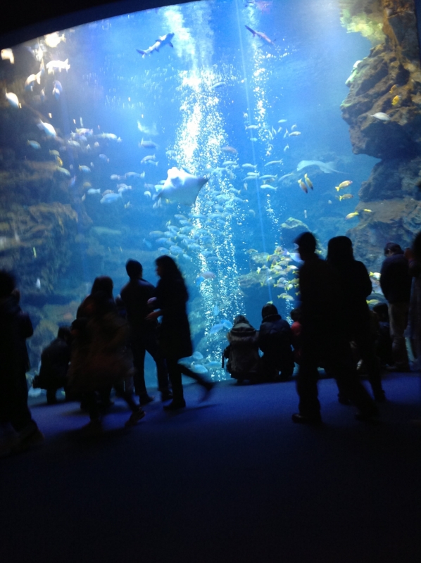 f:id:Budounokura:20130114211351j:image:w360:right