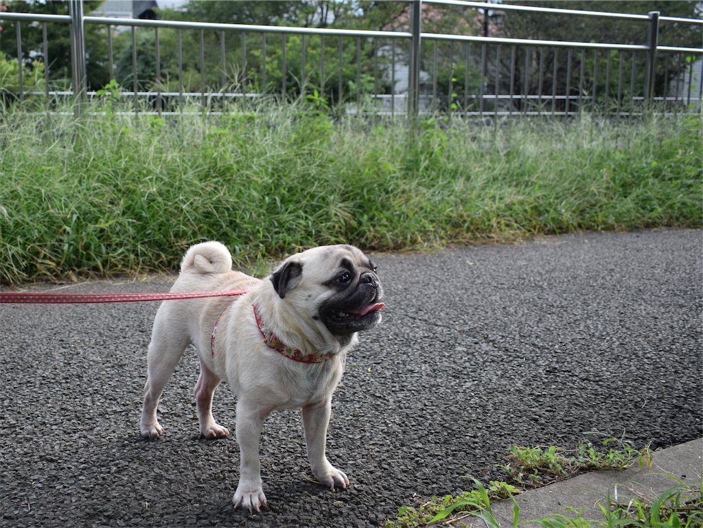 f:id:BullBull-Musao:20190902232021j:image