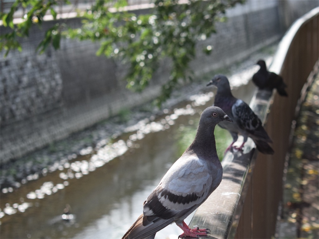 f:id:BullBull-Musao:20190902232025j:image