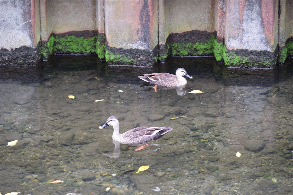 f:id:BullBull-Musao:20190904124710j:image