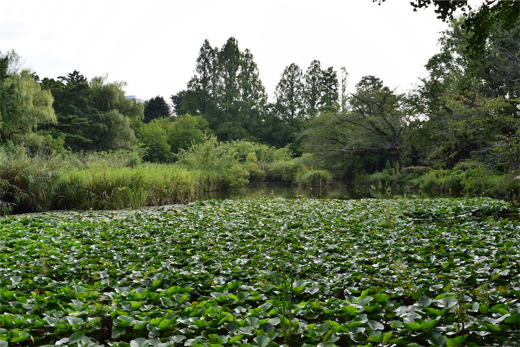 f:id:BullBull-Musao:20190905223951j:image f:id:BullBull-Musao:20190905223951j:image