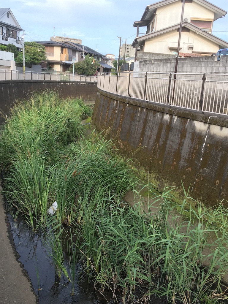 f:id:BullBull-Musao:20190905224039j:image f:id:BullBull-Musao:20190905224039j:image