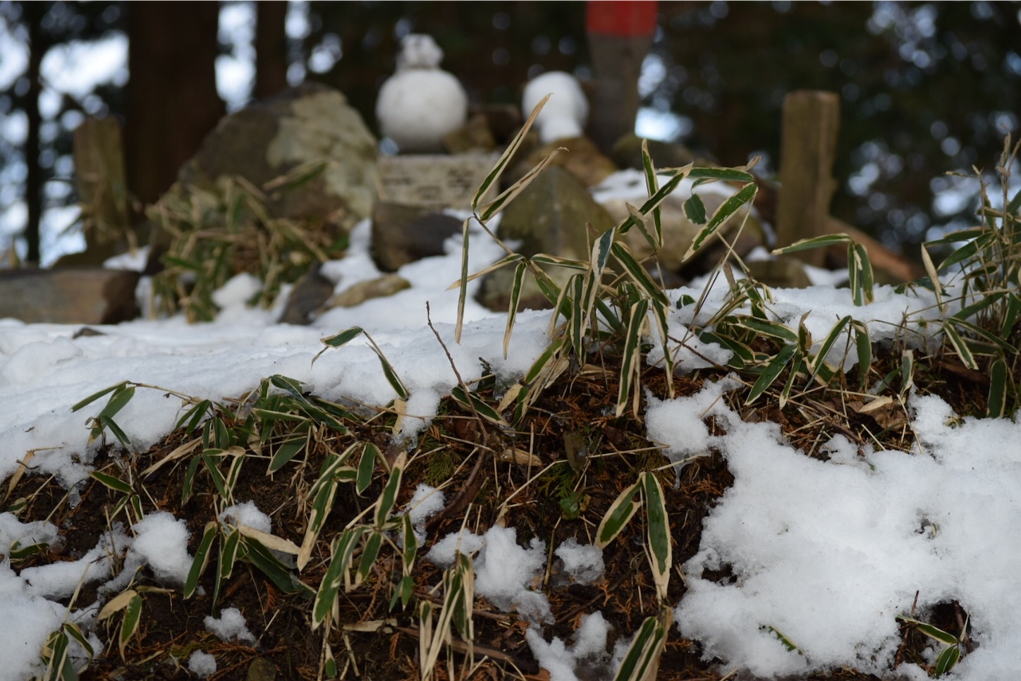 f:id:BullBull-Musao:20200216181121j:image