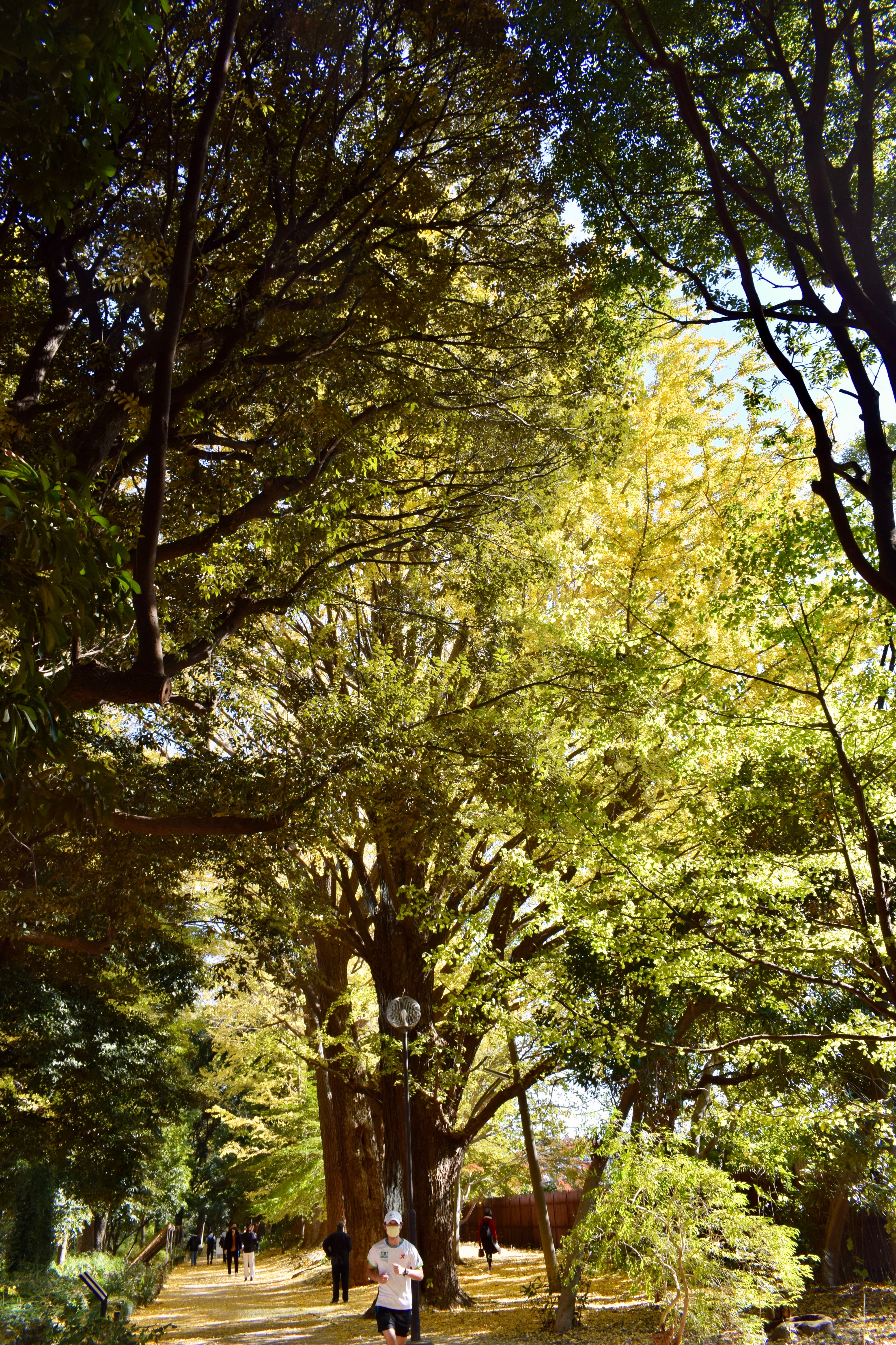 f:id:BullBull-Musao:20201126180440j:image