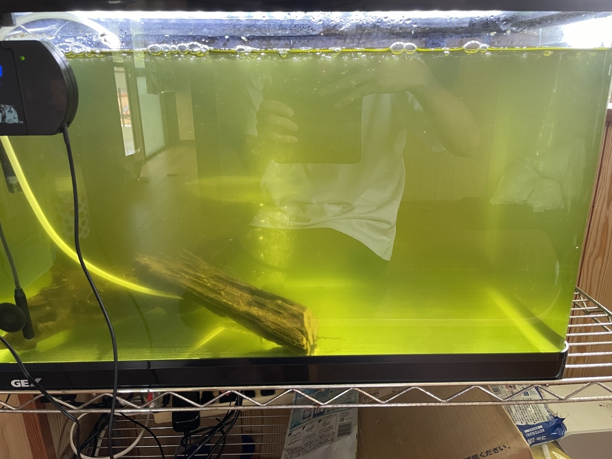 アロワナ水槽の水質管理 phモニターの調整 水質調整 後編 Bumudayoのブログ アロワナ水槽の水質管理 phモニターの調整 水質調整 後編 Bumudayoのブログ