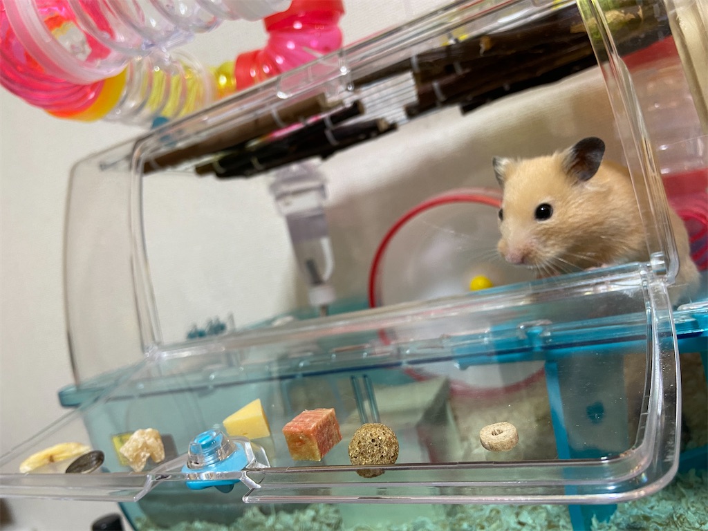 f:id:BusDriverKenzo:20200322194045j:image f:id:BusDriverKenzo:20200322194045j:image