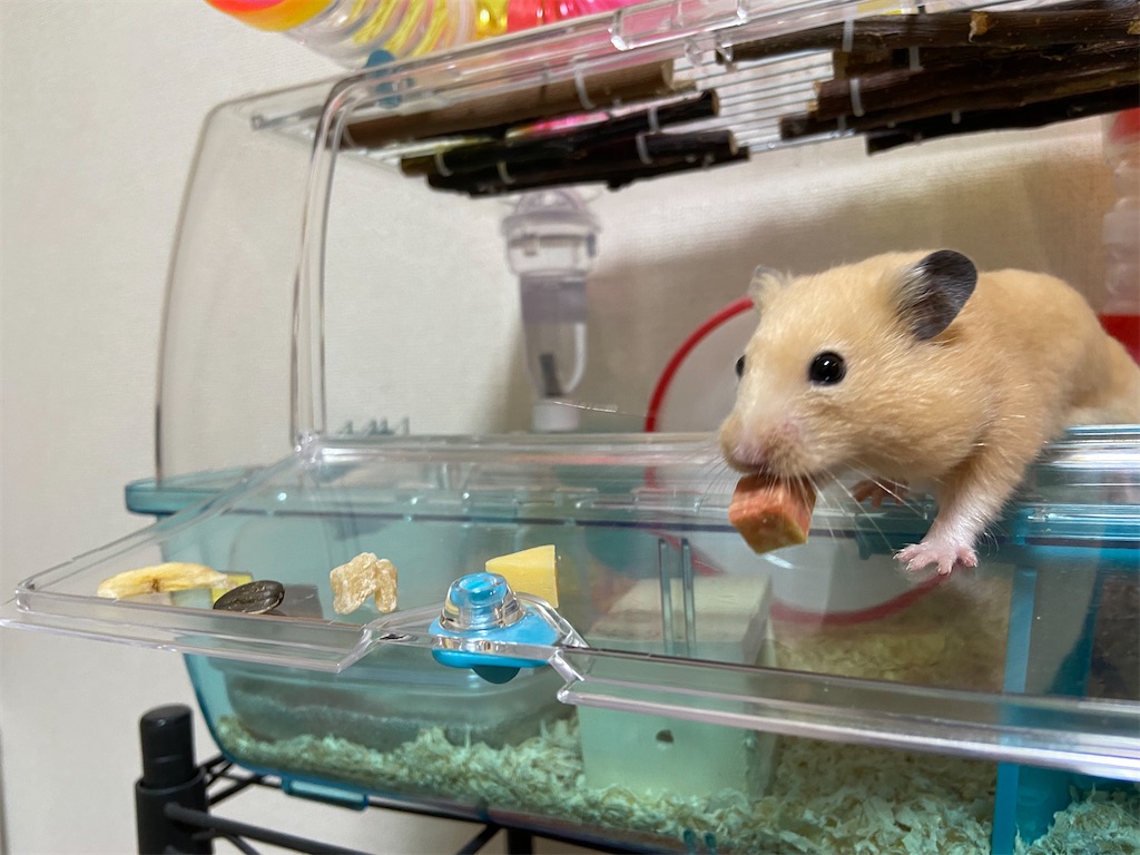 f:id:BusDriverKenzo:20200322194136j:image f:id:BusDriverKenzo:20200322194136j:image