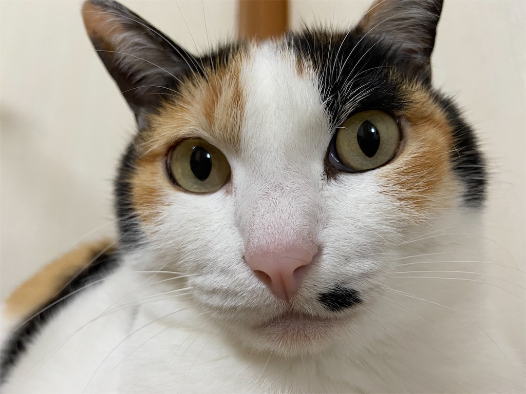 f:id:BusDriverKenzo:20200621214432j:image f:id:BusDriverKenzo:20200621214432j:image