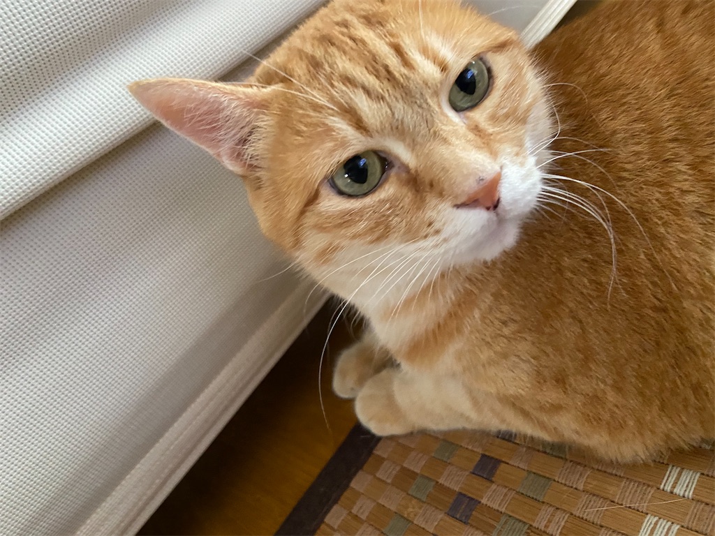 f:id:BusDriverKenzo:20200621214528j:image f:id:BusDriverKenzo:20200621214528j:image