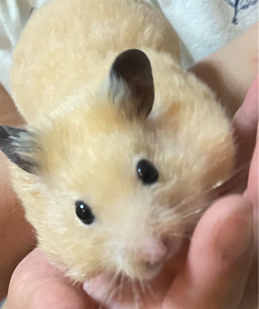 f:id:BusDriverKenzo:20200908164540j:image