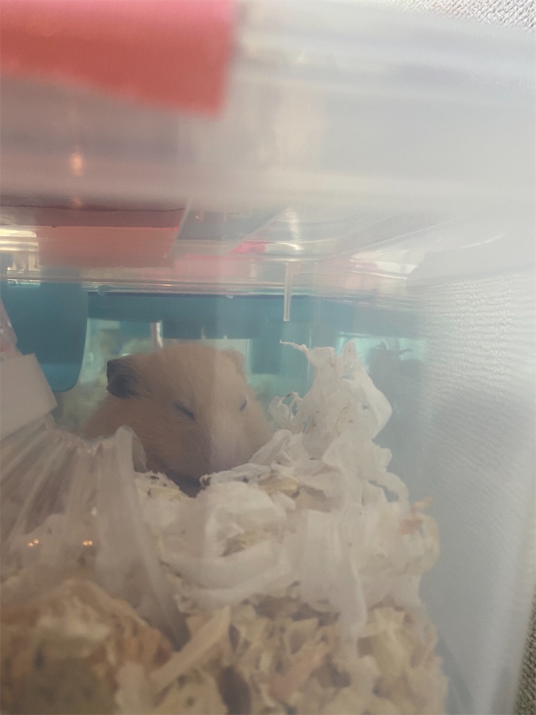 f:id:BusDriverKenzo:20201005100229j:image