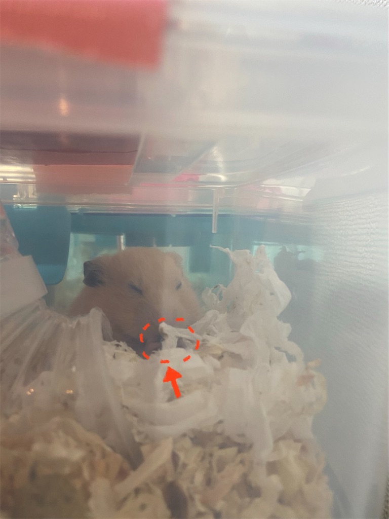 f:id:BusDriverKenzo:20201005100421j:image