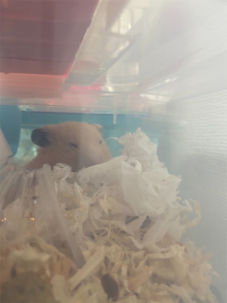 f:id:BusDriverKenzo:20201005100524j:image