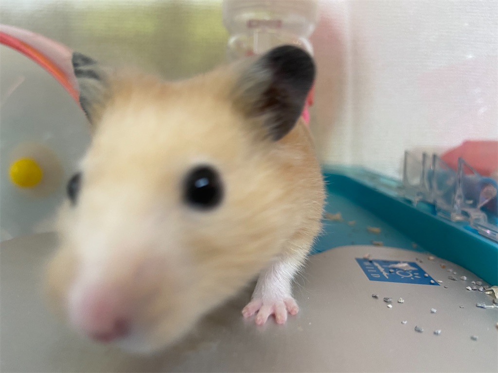 f:id:BusDriverKenzo:20201005105541j:image