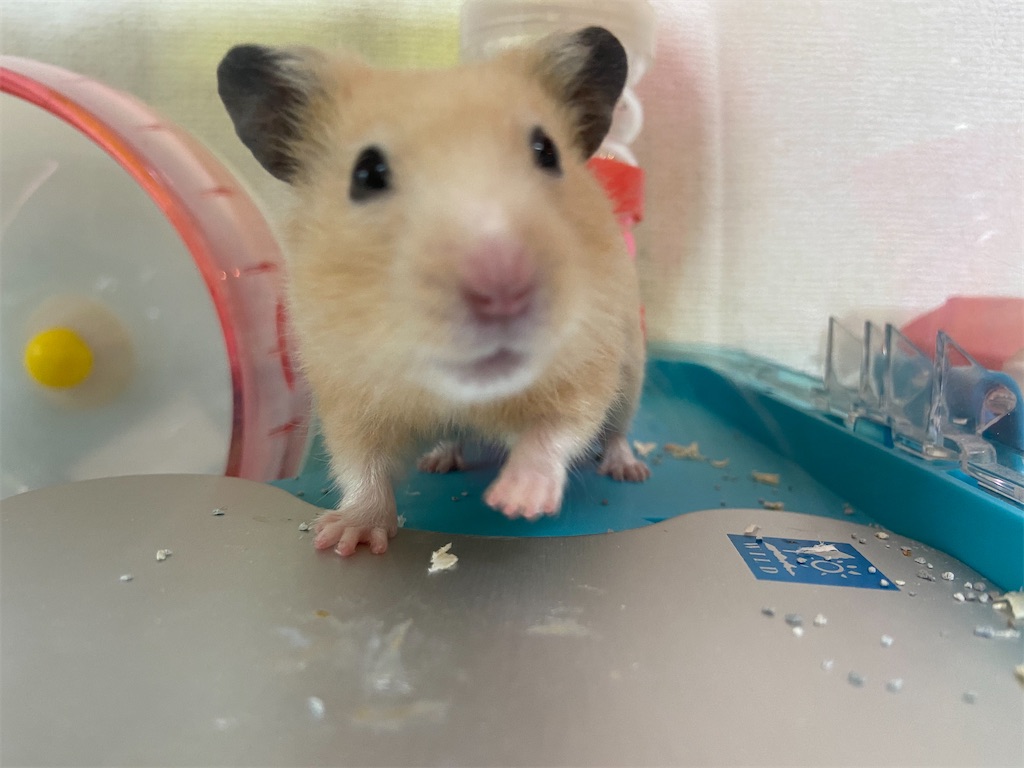 f:id:BusDriverKenzo:20201005105545j:image