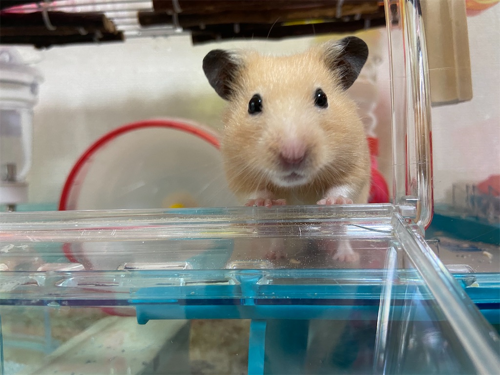 f:id:BusDriverKenzo:20201005105624j:image