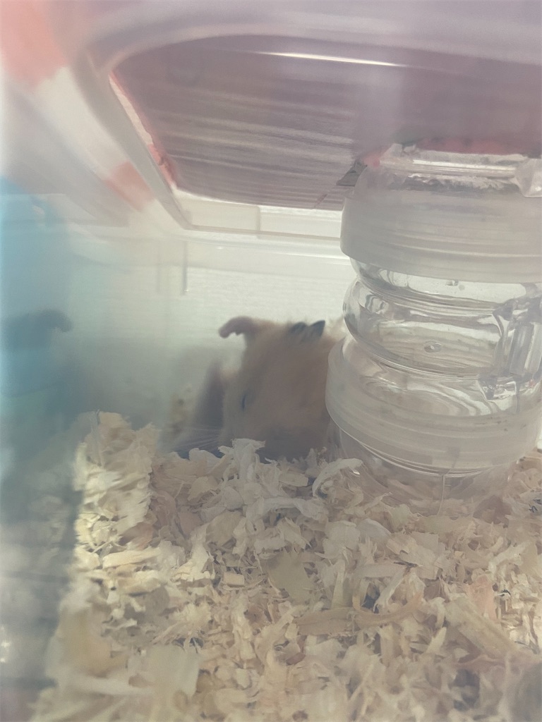 f:id:BusDriverKenzo:20201014151602j:image