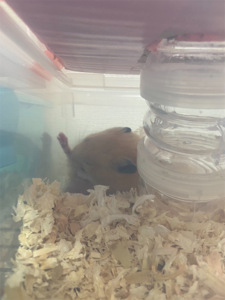 f:id:BusDriverKenzo:20201014151822j:image