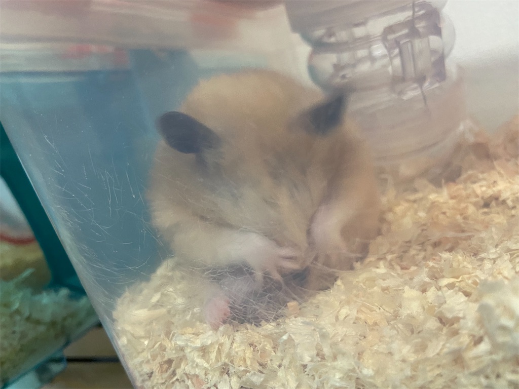 f:id:BusDriverKenzo:20201014151908j:image