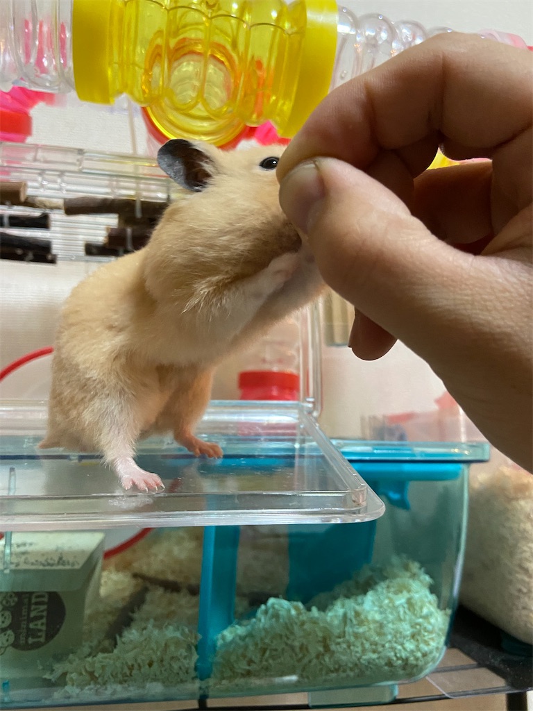 f:id:BusDriverKenzo:20201218155507j:image f:id:BusDriverKenzo:20201218155507j:image