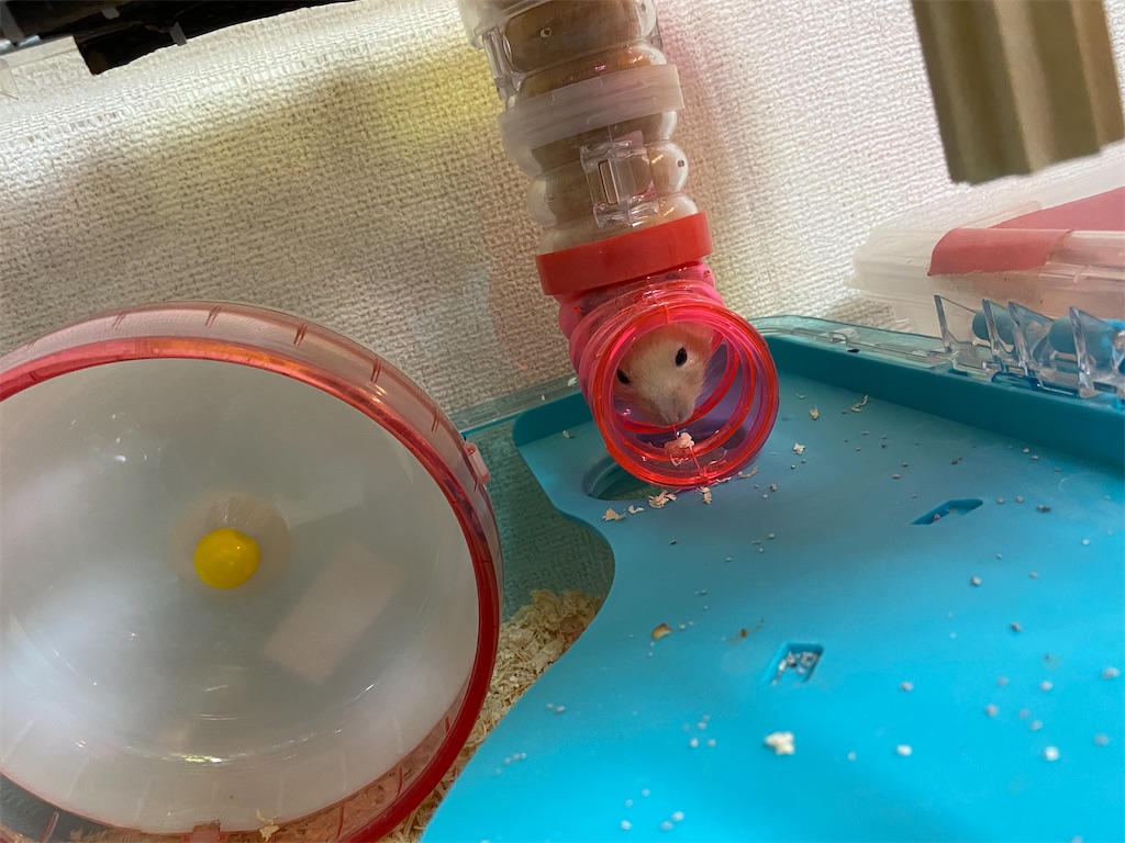 f:id:BusDriverKenzo:20201218155524j:image f:id:BusDriverKenzo:20201218155524j:image