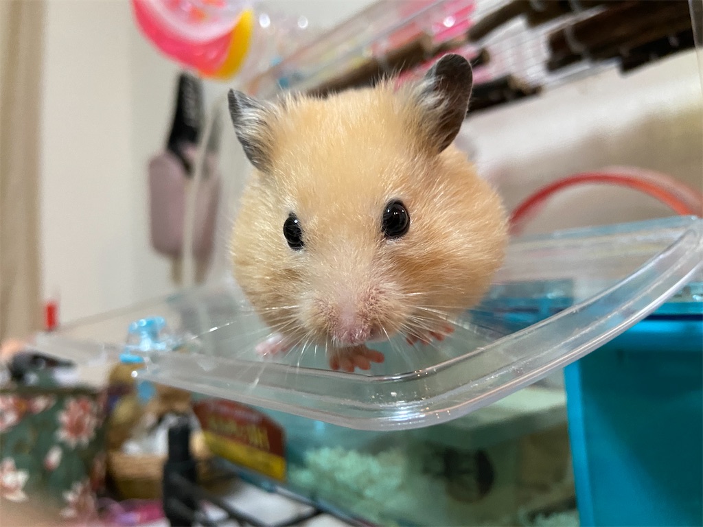 f:id:BusDriverKenzo:20201218155612j:image f:id:BusDriverKenzo:20201218155612j:image